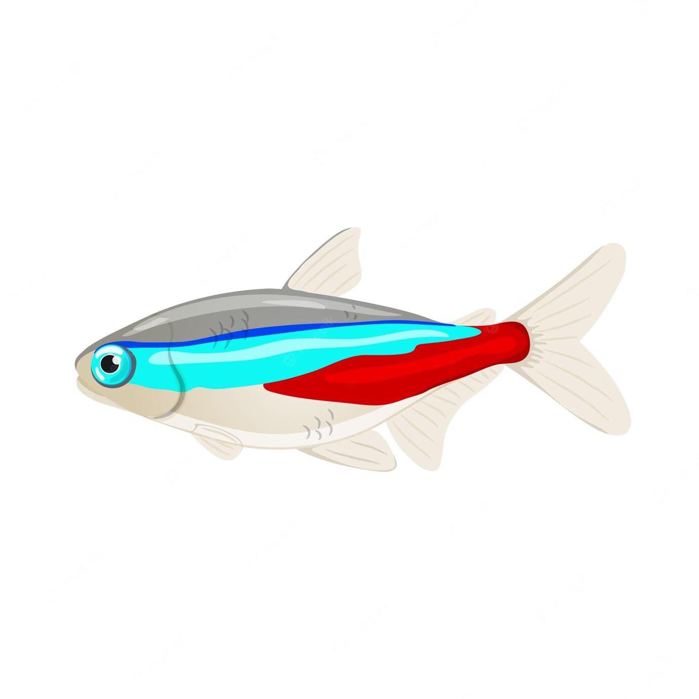 Gerris wasserlaeufer photo