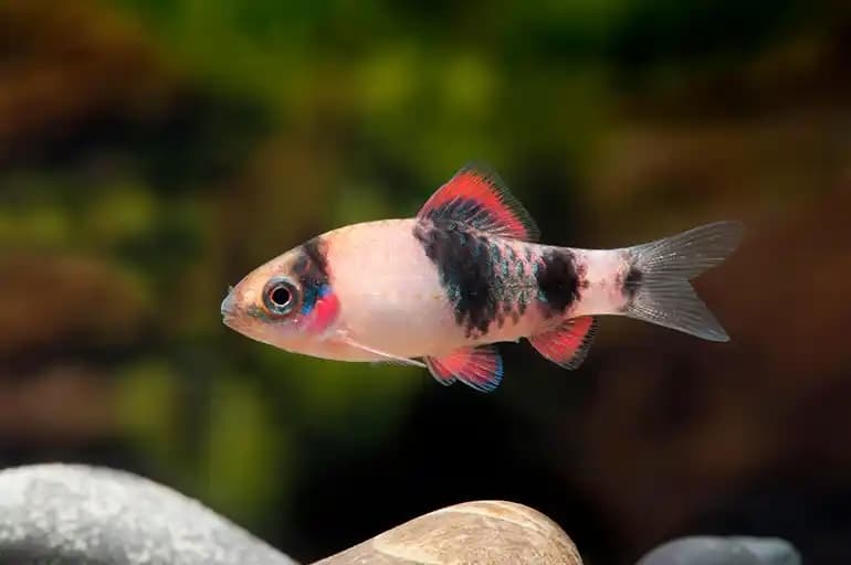 Haludaria fasciata photo