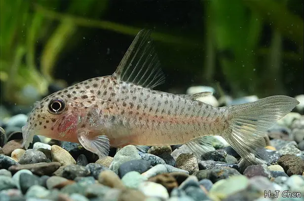 Corydoras albolineatus photo