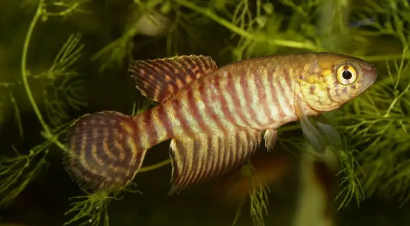 Simpsonichthys myersi photo