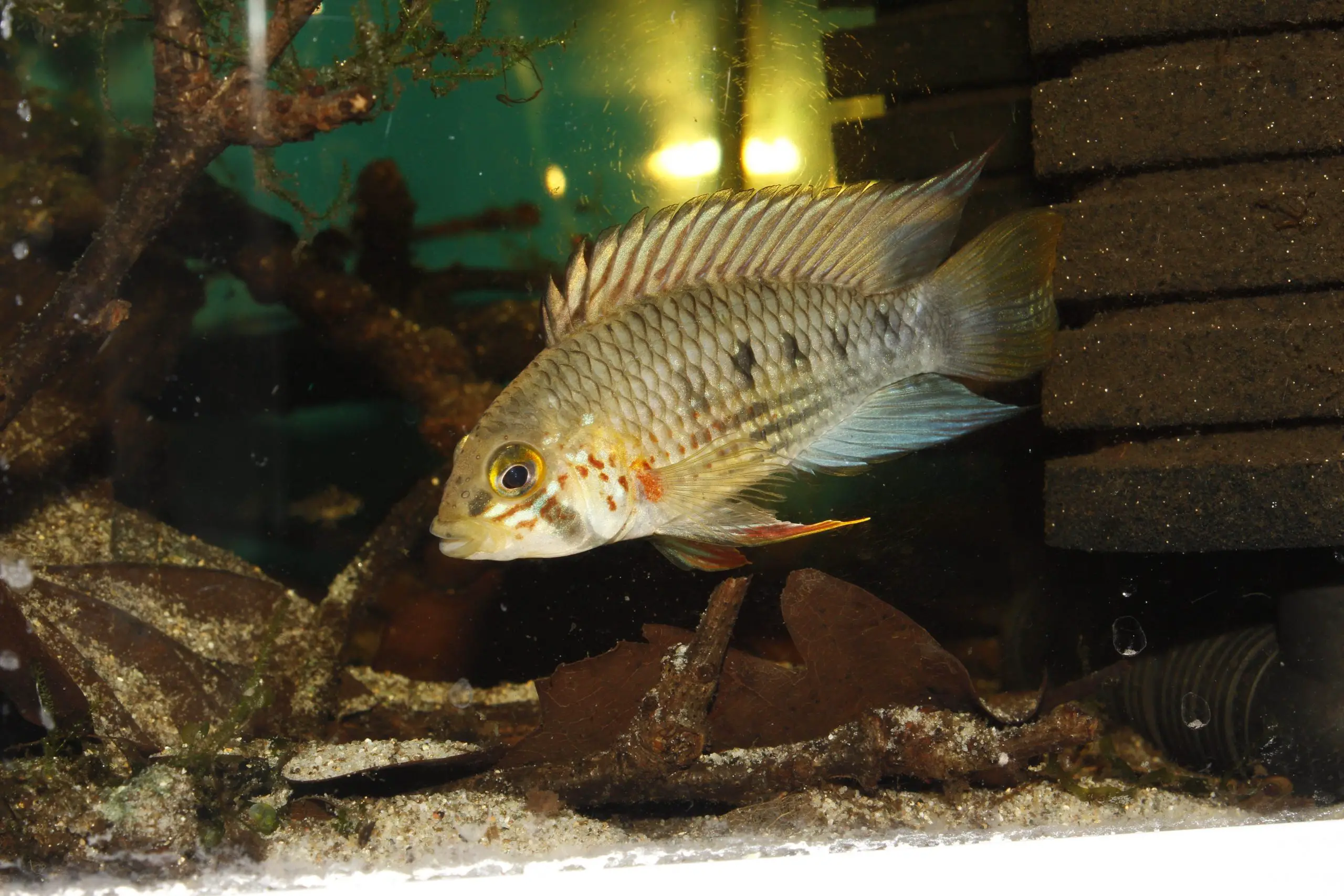Apistogramma cinilabra photo