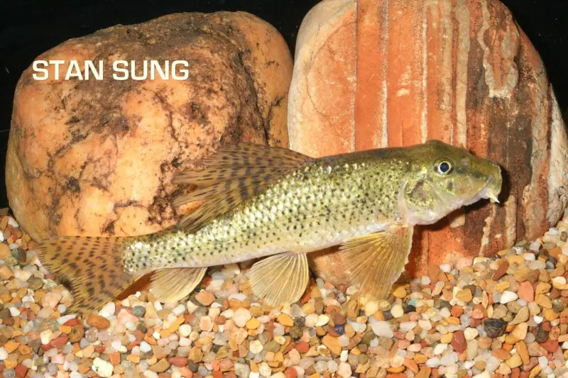 Abbottina rivularis photo