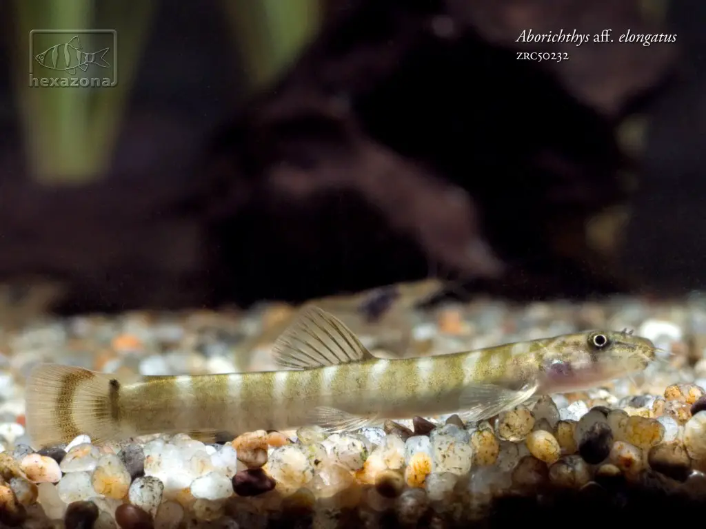 Aborichthys sp. ar02 photo