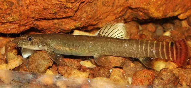 Aborichthys elongatus photo