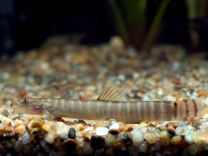 Aborichthys sp. ar01 photo