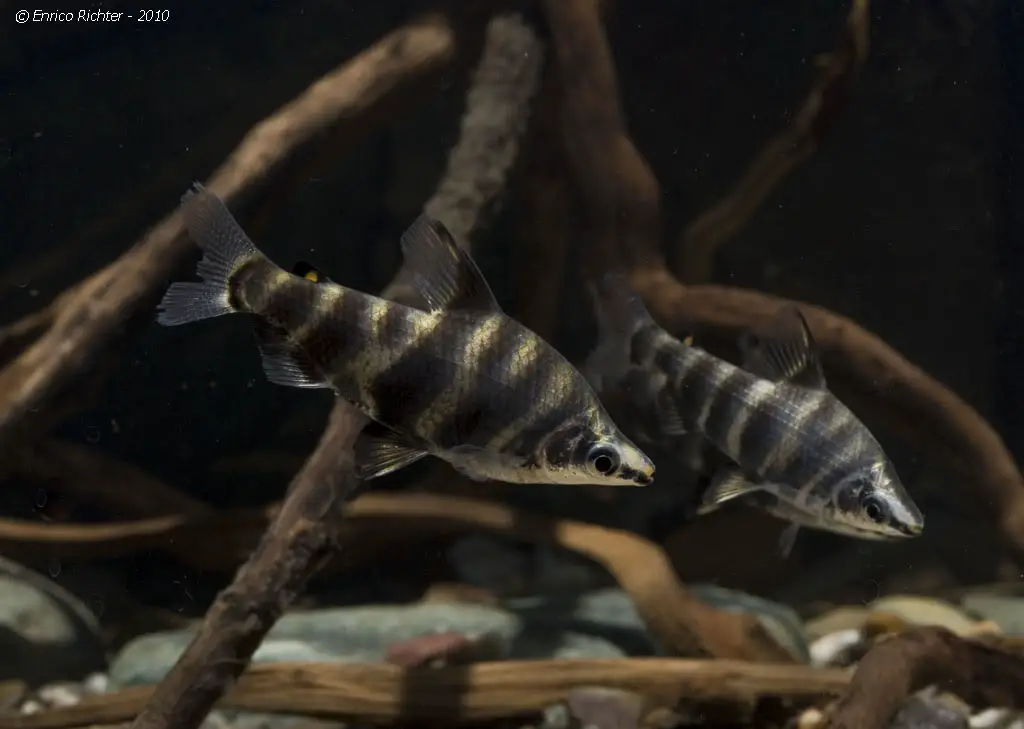 Abramites hypselonotus photo