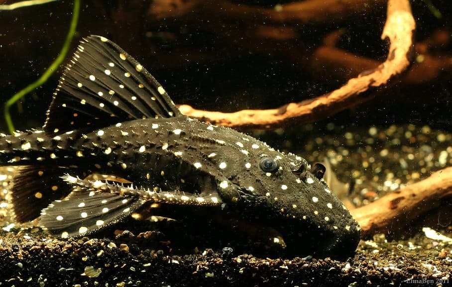 Acanthicus adonis photo