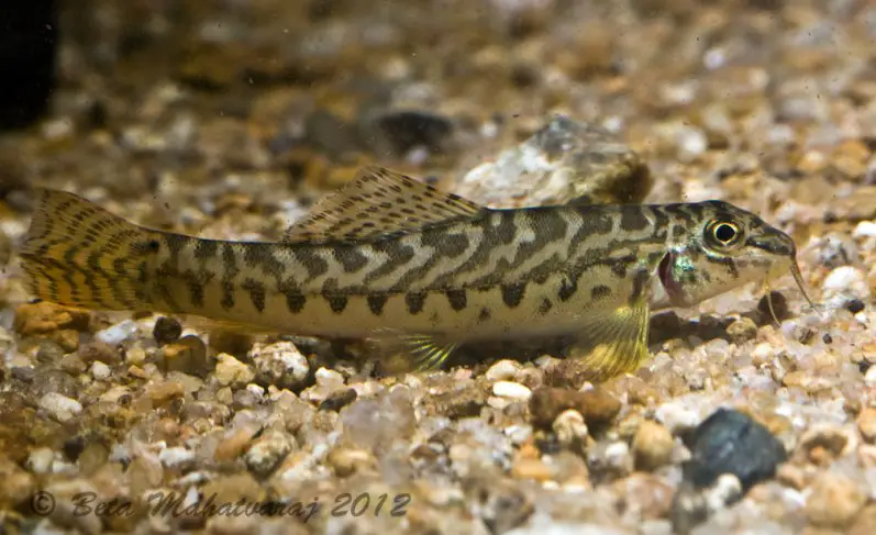 Paracanthocobitis botia photo