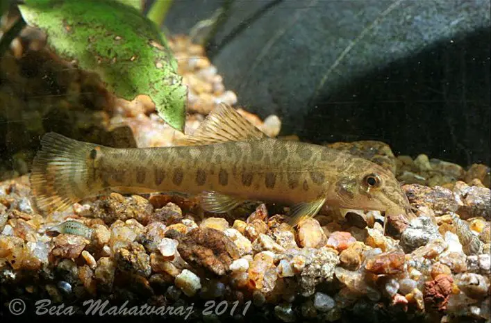 Paracanthocobitis mooreh photo