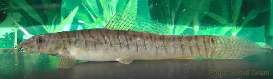 Acanthocobitis pavonacea photo