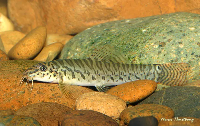 Paracanthocobitis pictilis photo