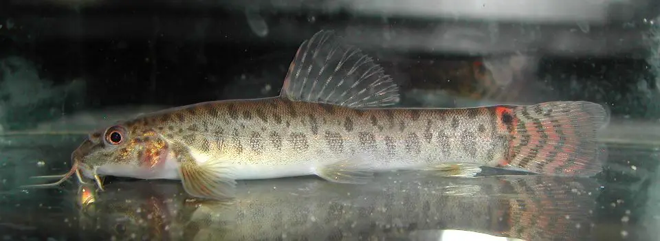 Acanthocobitis sinuata photo