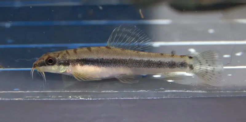 Paracanthocobitis zonalternans photo