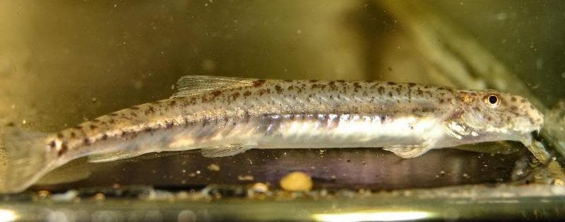 Acanthopsoides sp. a02 photo