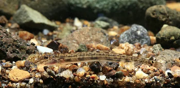 Acanthopsoides molobrion photo