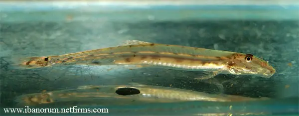 Acanthopsoides robertsi photo