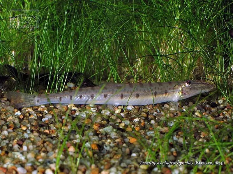 Acantopsis dialuzona photo
