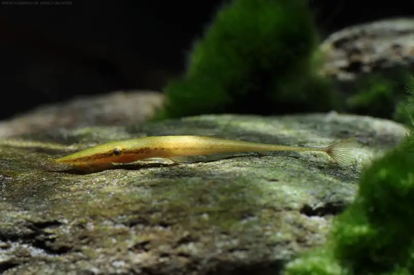 Acestridium dichromum photo