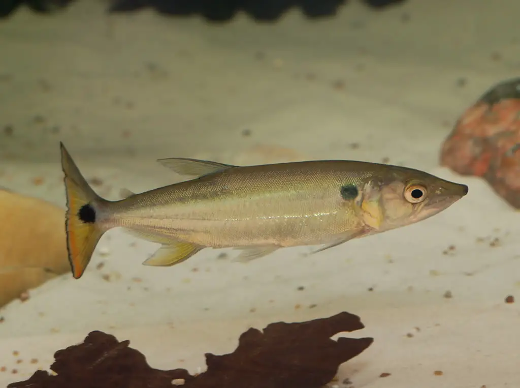 Acestrorhynchus pantaneiro photo