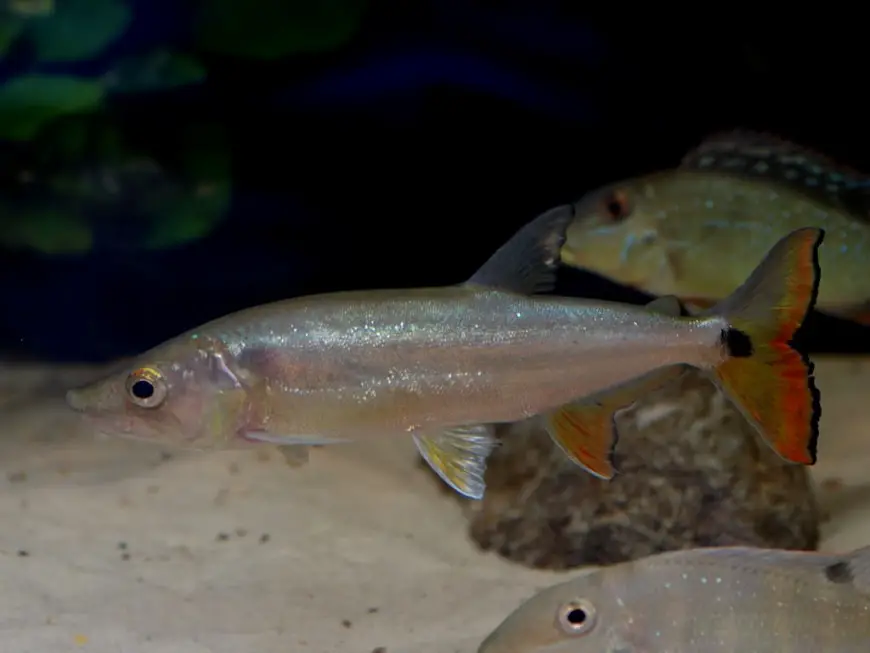 Acestrorhynchus altus photo