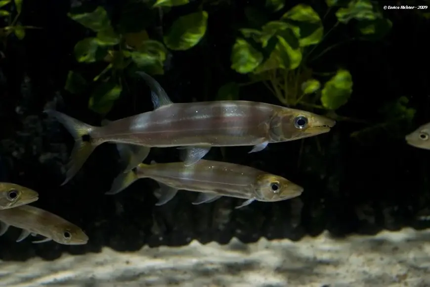 Acestrorhynchus falcirostris photo