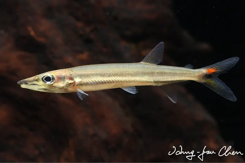 Acestrorhynchus isalineae photo