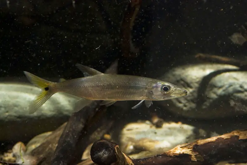 Acestrorhynchus microlepis photo