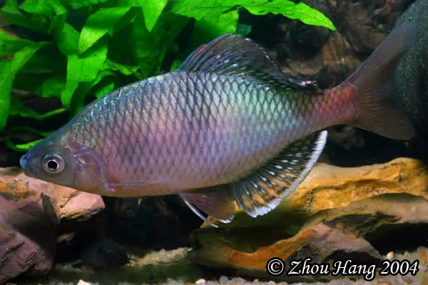 Acheilognathus macropterus photo