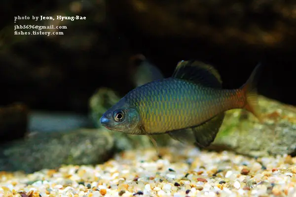 Acheilognathus signifer photo