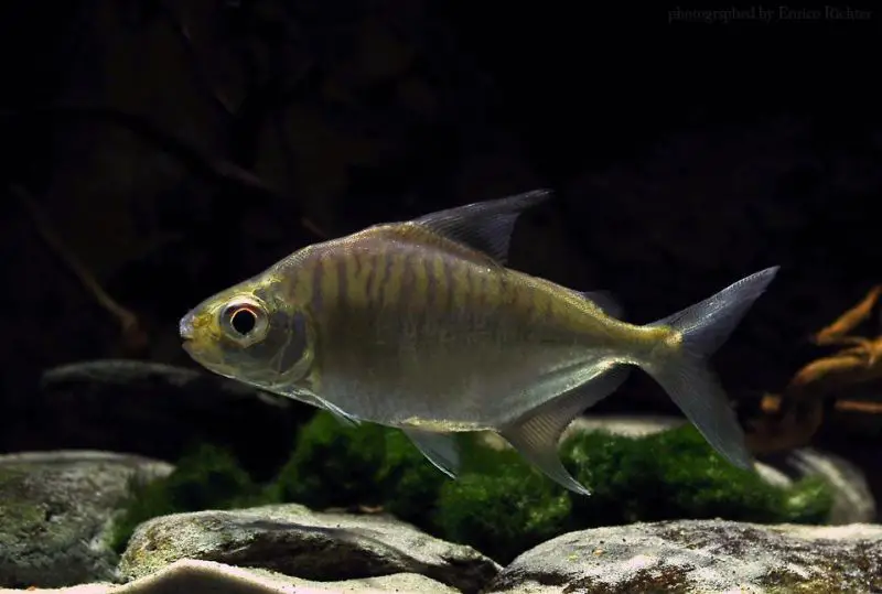 Acnodon normani photo