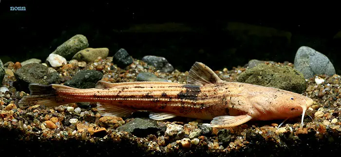 Acrochordonichthys septentrionalis photo