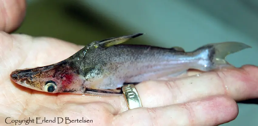 Ageneiosus ucayalensis photo