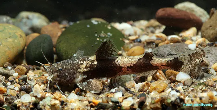 Akysis hendricksoni photo