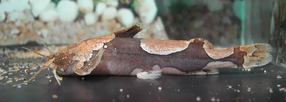 Akysis portellus photo