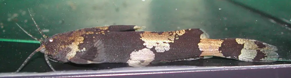 Akysis prashadi photo