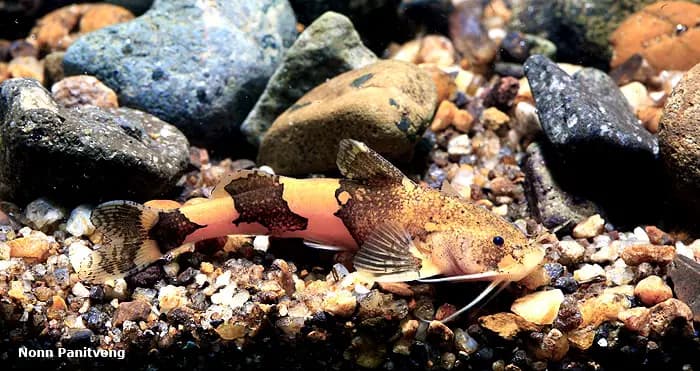 Akysis pulvinatus photo