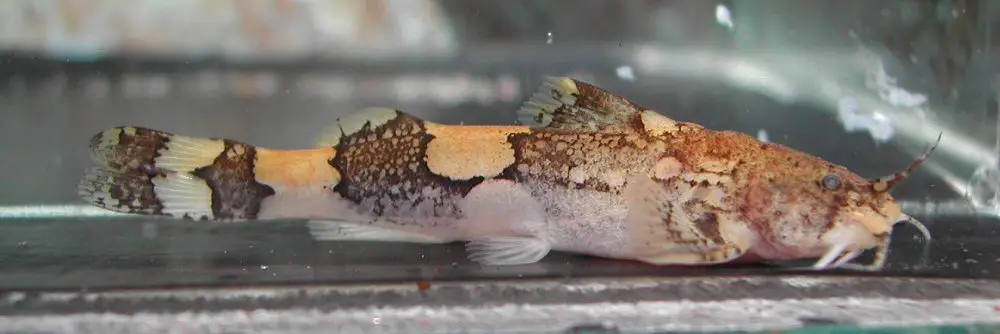 Akysis vespertinus photo