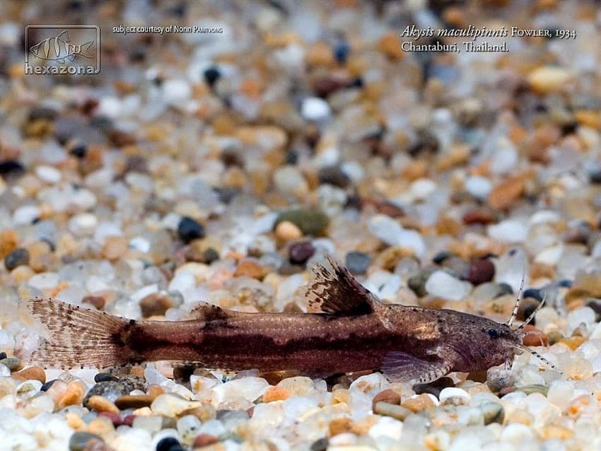 Akysis maculipinnis photo