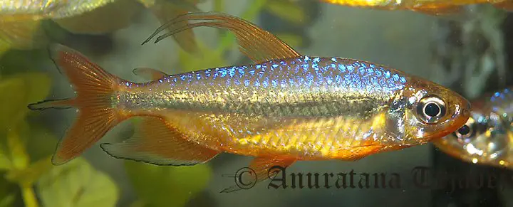 Alestopetersius brichardi photo