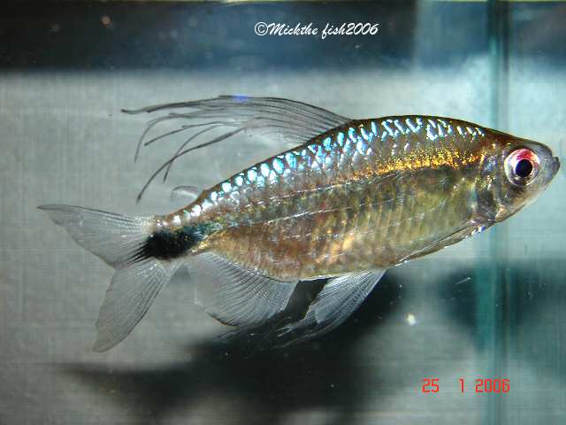 Alestopetersius smykalai photo