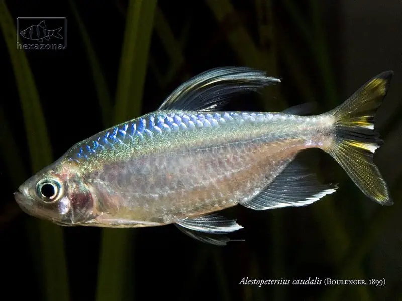 Alestopetersius caudalis photo