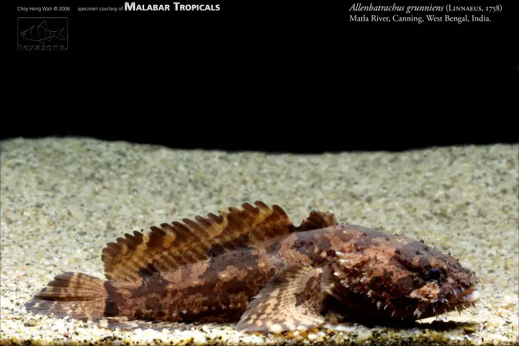 Allenbatrachus grunniens photo