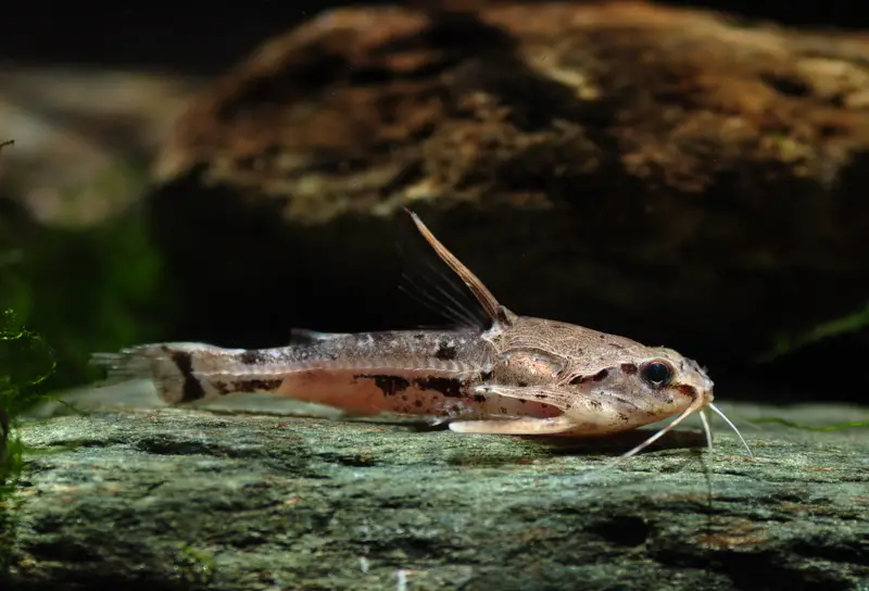 Amblydoras nauticus photo