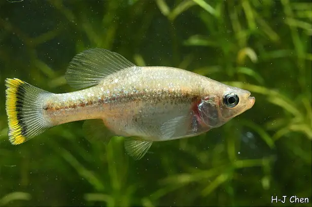 Ameca splendens photo