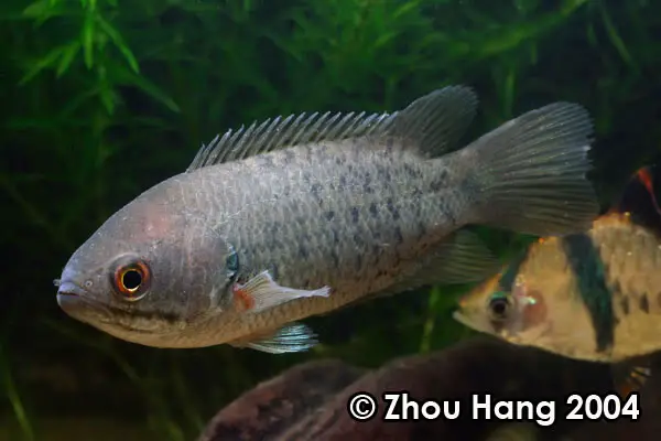Anabas testudineus photo