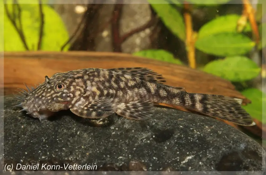 Ancistrus claro photo