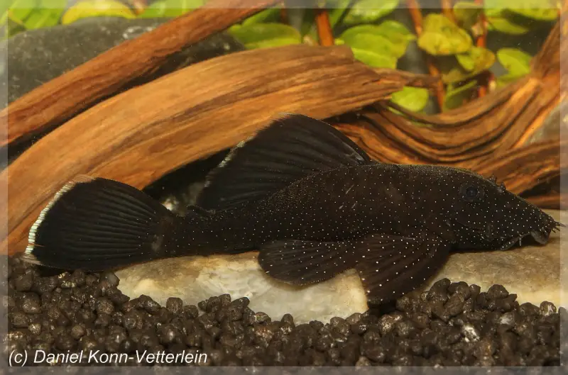 Ancistrus dolichopterus photo