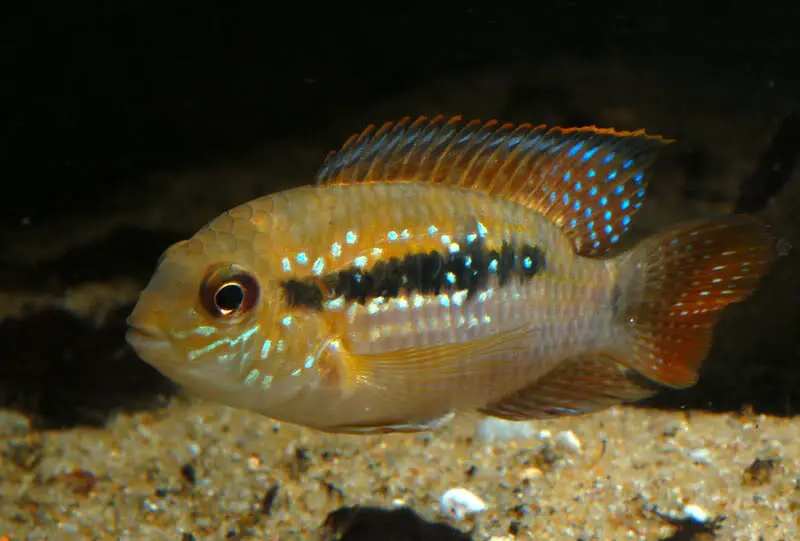 Andinoacara sp. orinoco photo
