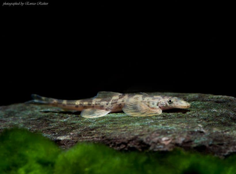 Annamia normani photo