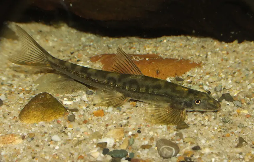 Annamia thuathienensis photo